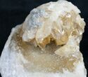 Partial Crystal Filled Fossil Clam - Rucks Pit, FL #7867-1